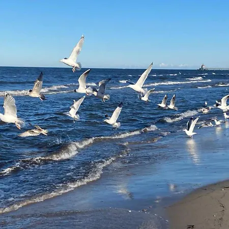 شقة Modernes Reetdach-ostseeferienhaus Bella Mare, Insel Usedom Mit Sauna, Kamin & Sonnenterrasse *